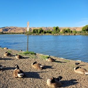 Meet your Posher, Isolde